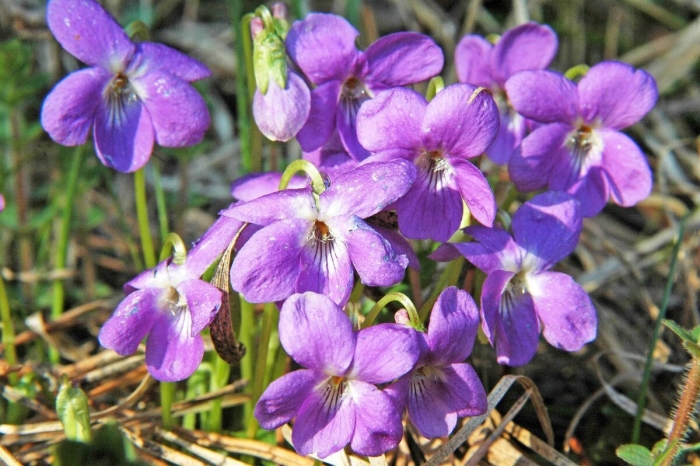 Лесная фиалка холмовая