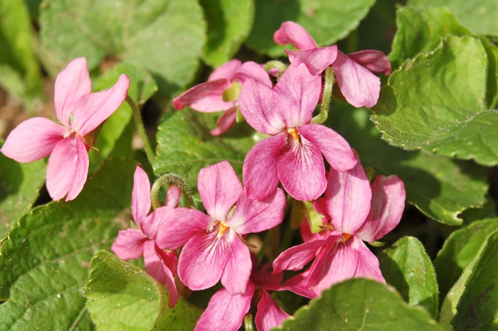 Viola odorata фиалка душистая