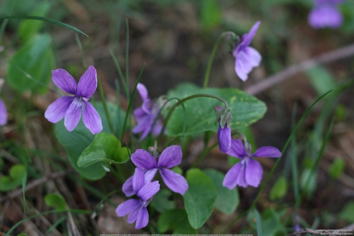 Фиалка топяная viola uliginosa