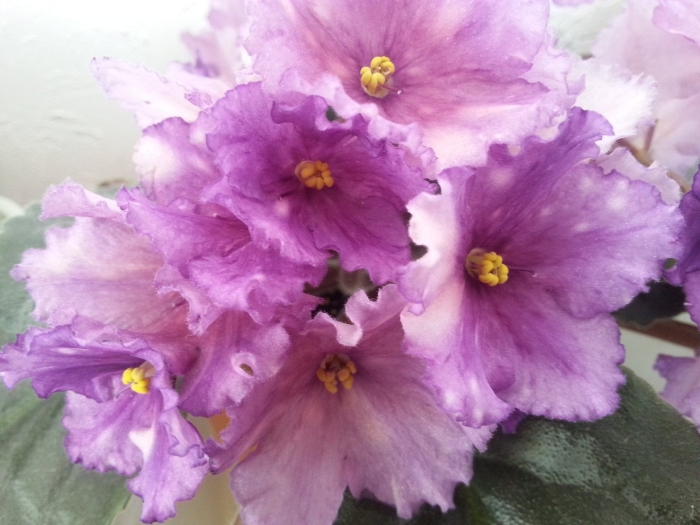 Фиалка ле владимир