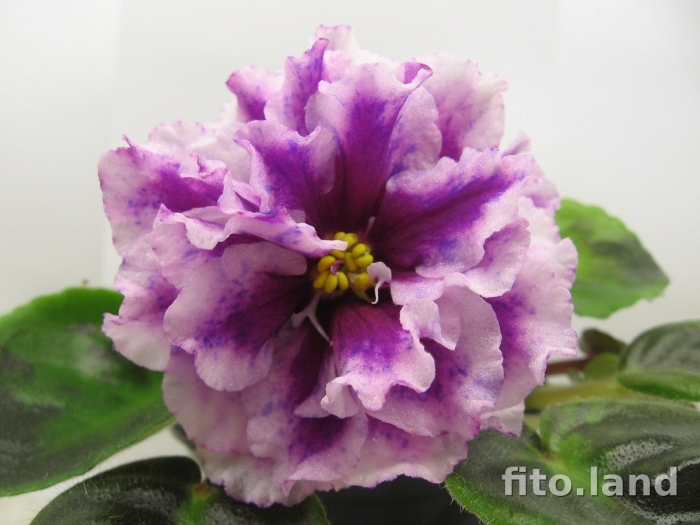 Фиалка софия луиза