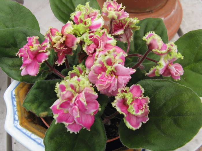 Фиалка грин