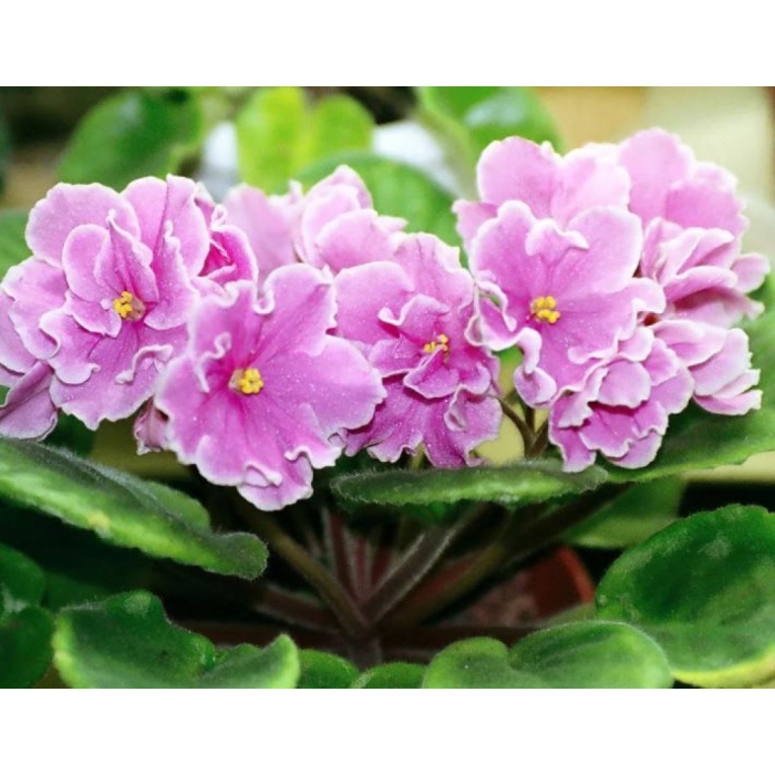 Сенполия узамбарская фиалка