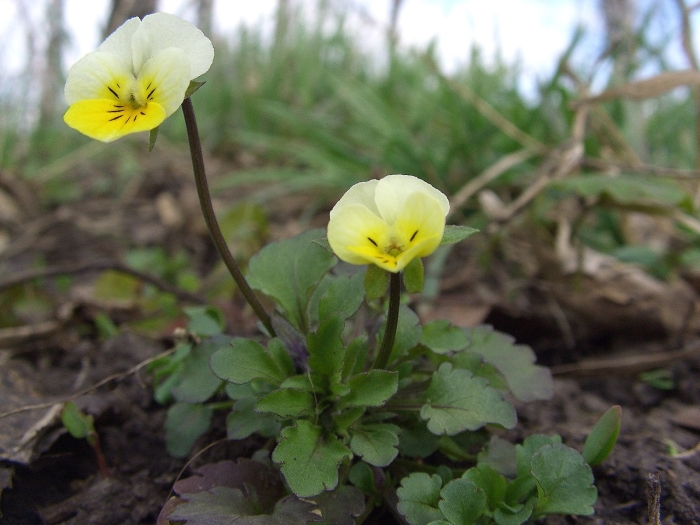 Viola arvensis