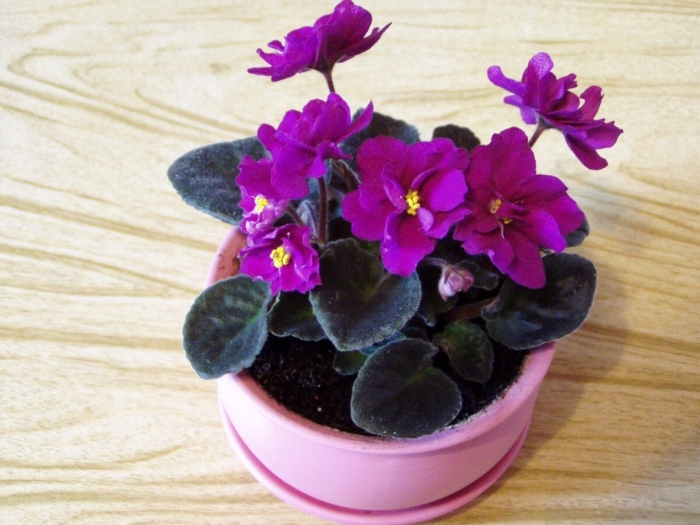 Комнатная фиалка