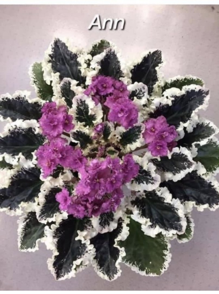 Сенполия фиалка