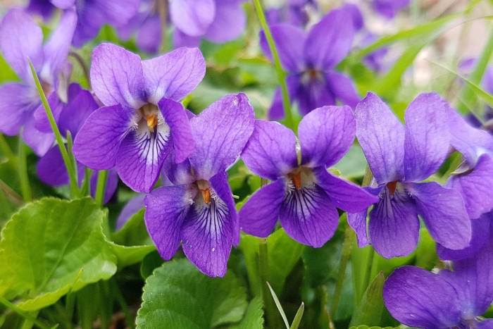 Фиалка (viola odorata)