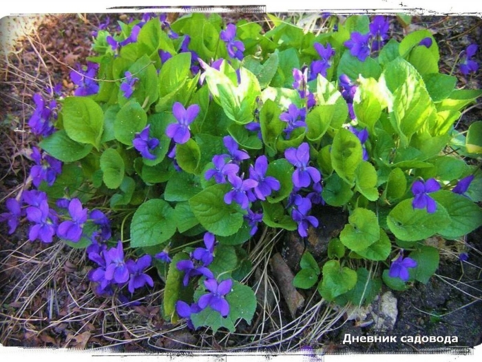 Фиалка виола душистая