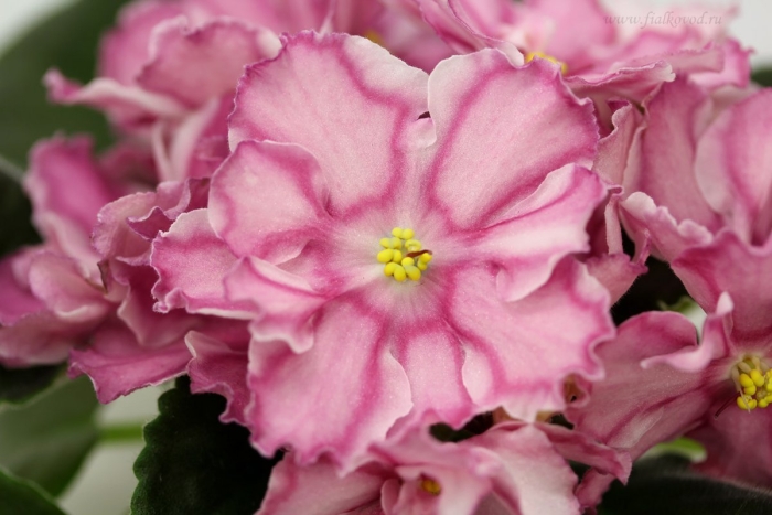 Ват-агат розовый фиалка