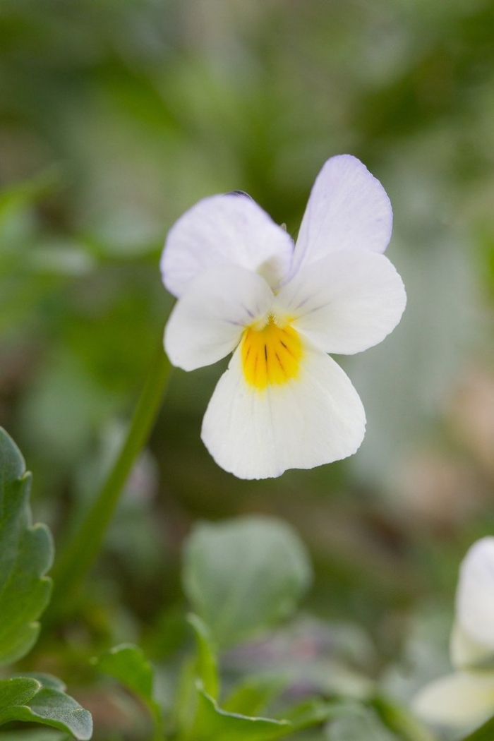 Фиалка полевая viola arvensis