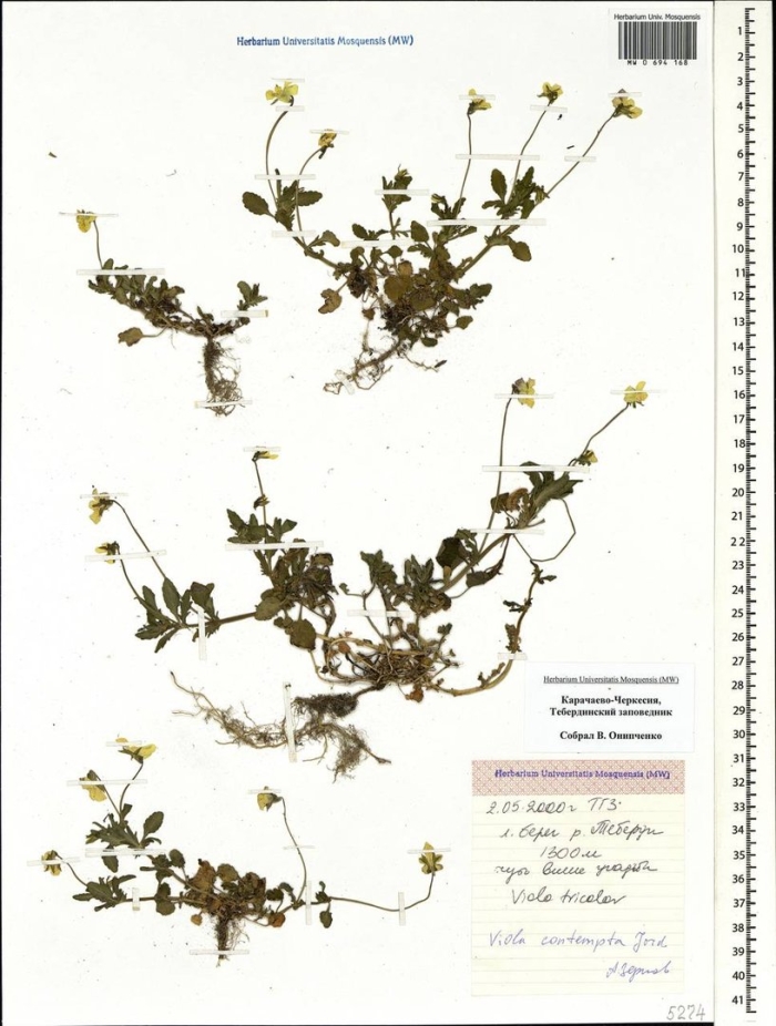 Лапчатка песчаная гербарий