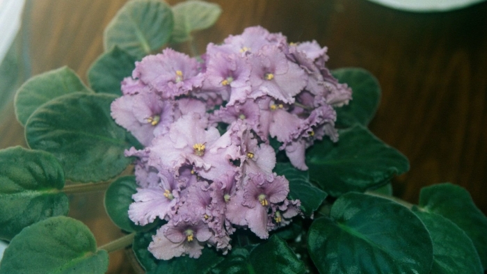 Фиалка сенполия