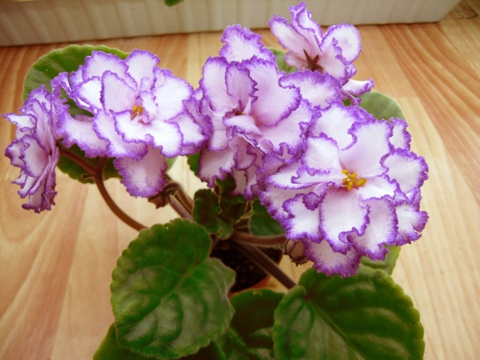 Фиалка спировчанка морев