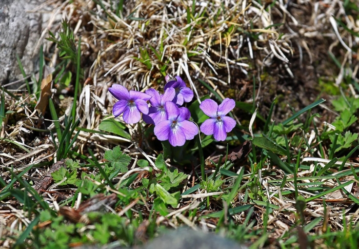Вечерница ночная фиалка