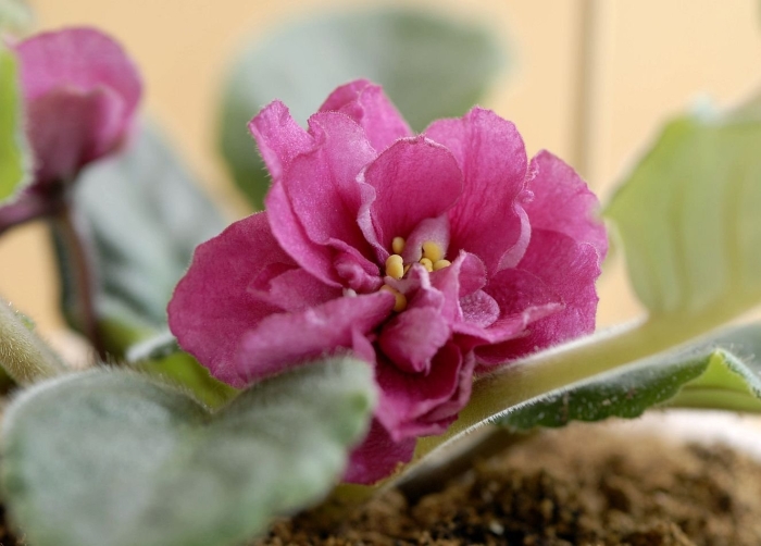 Сенполия crabapple