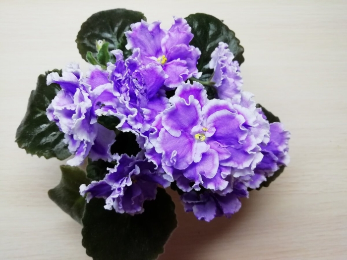 Нк лилон лила фиалка