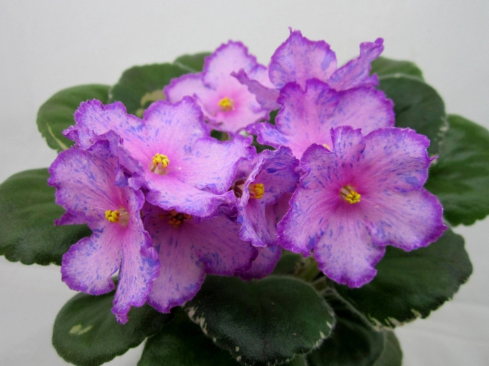 Ле-рафаэль фиалка