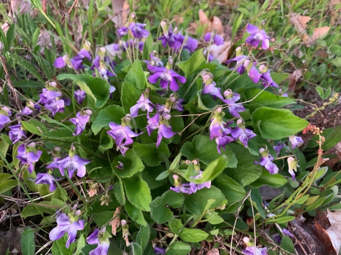 Фиалка душистая