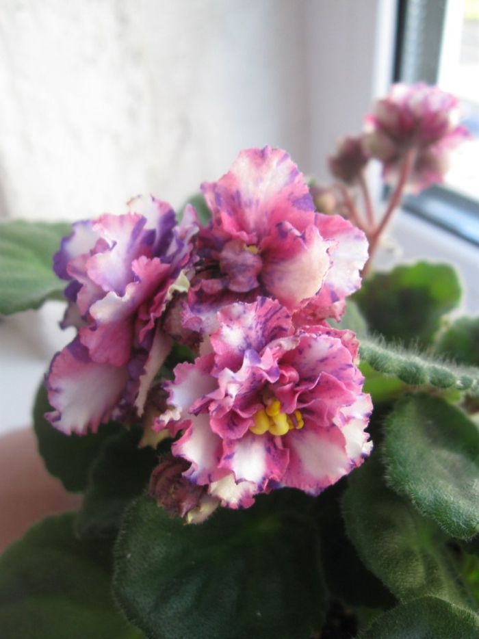 Фиалка rivermist