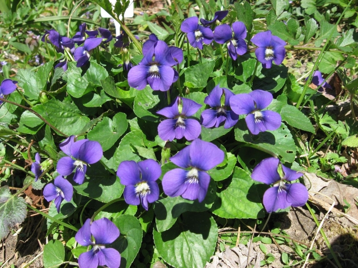 Фиалка садовая многолетняя