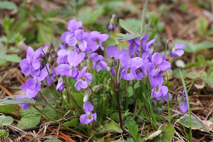 Фиалка топяная viola uliginosa