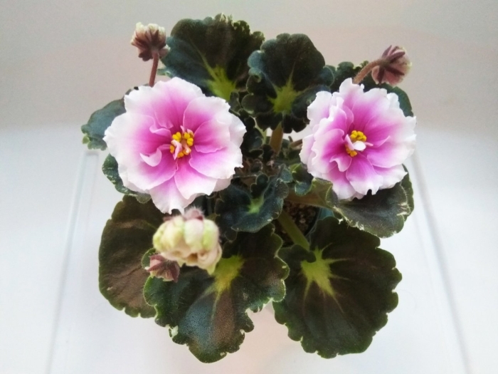 Фиалка дурман сладкий