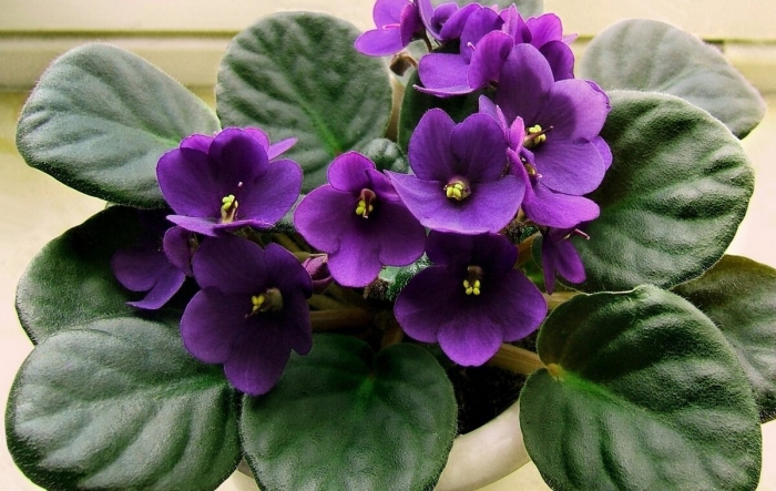 Комнатное растение фиалка