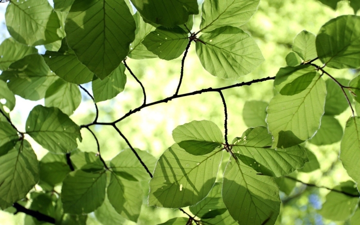 Зеленые листья