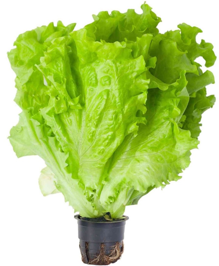 Салат листовой