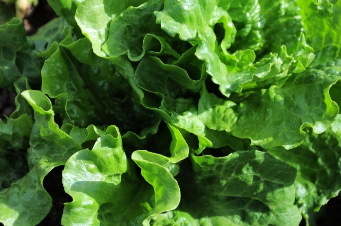 Зеленые салаты