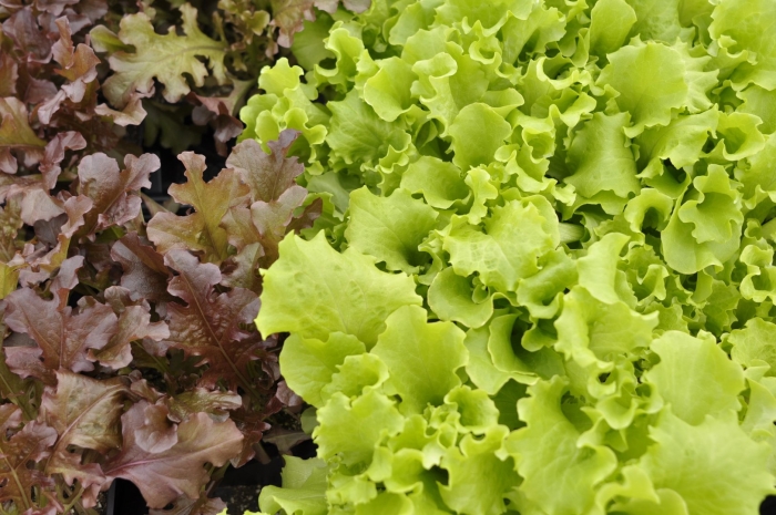 Латук lettuce