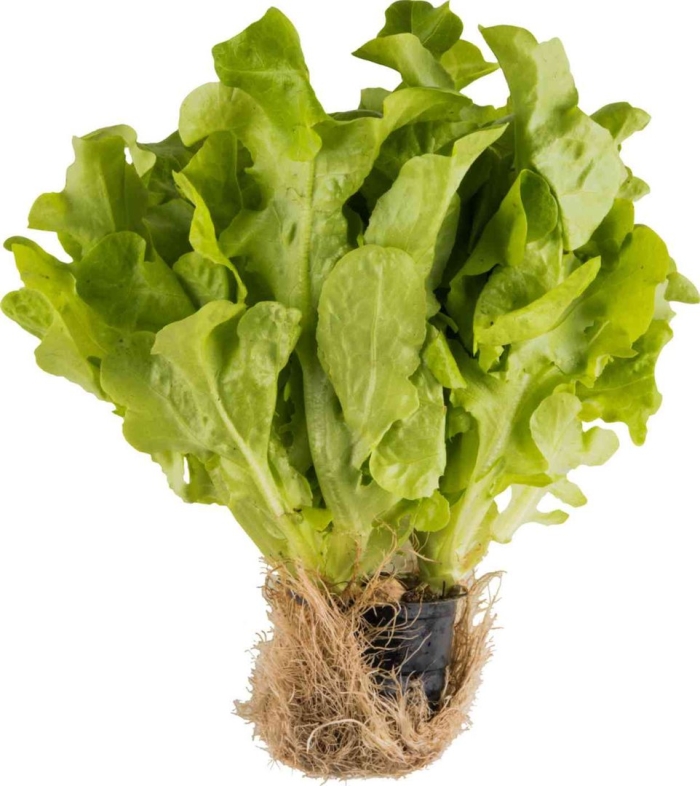 Латук дуболистный