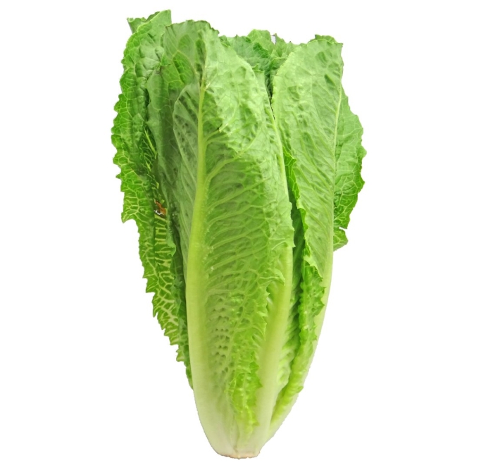 Romaine lettuce перевод