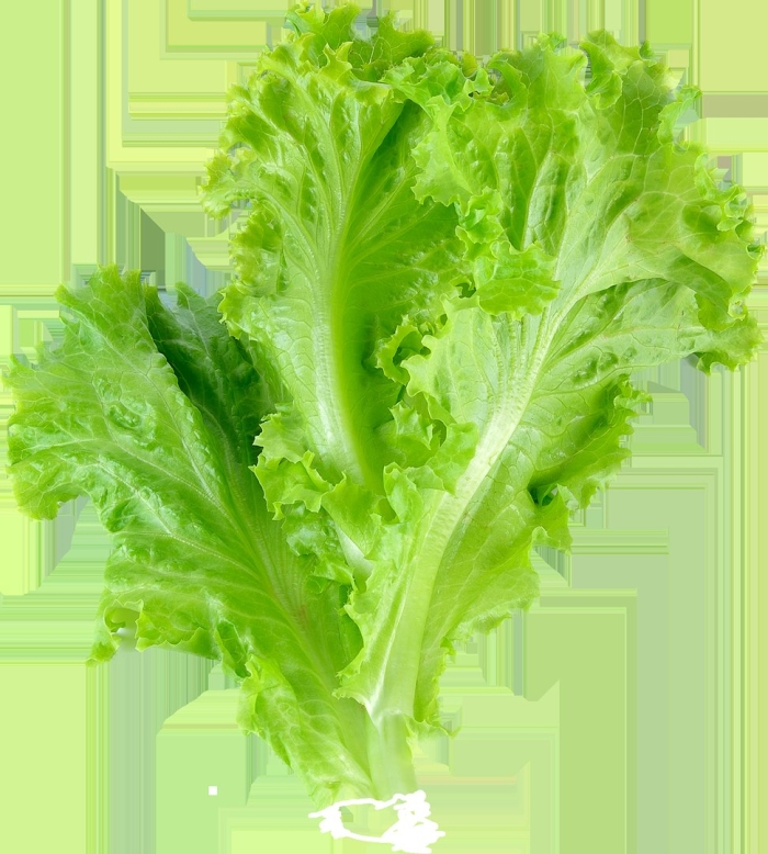 Lettuce leaf