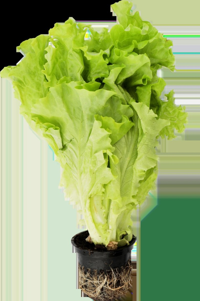 Листовой салат