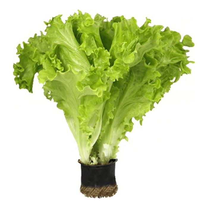 Салатные листья фриллис