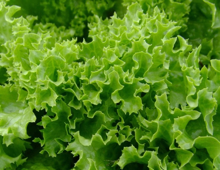 Латук стенной