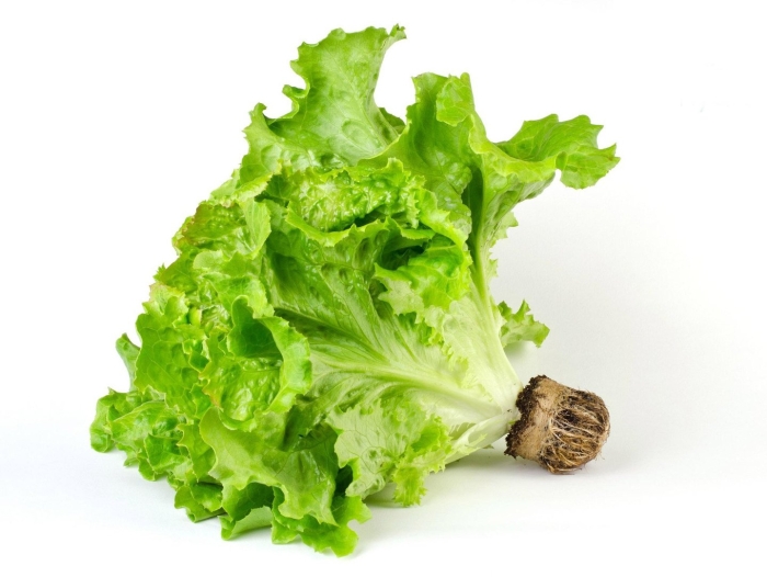 Латук фриллис
