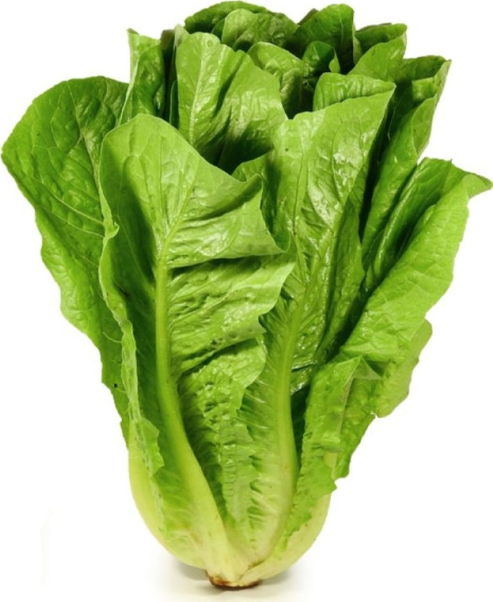 Латук романо