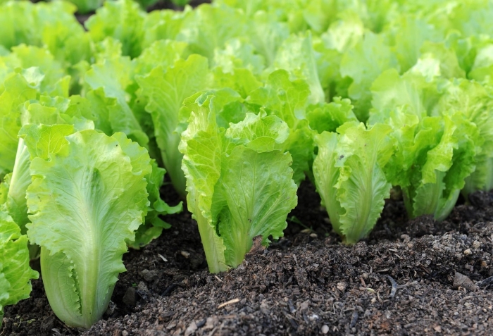 Салат айсберг на грядке