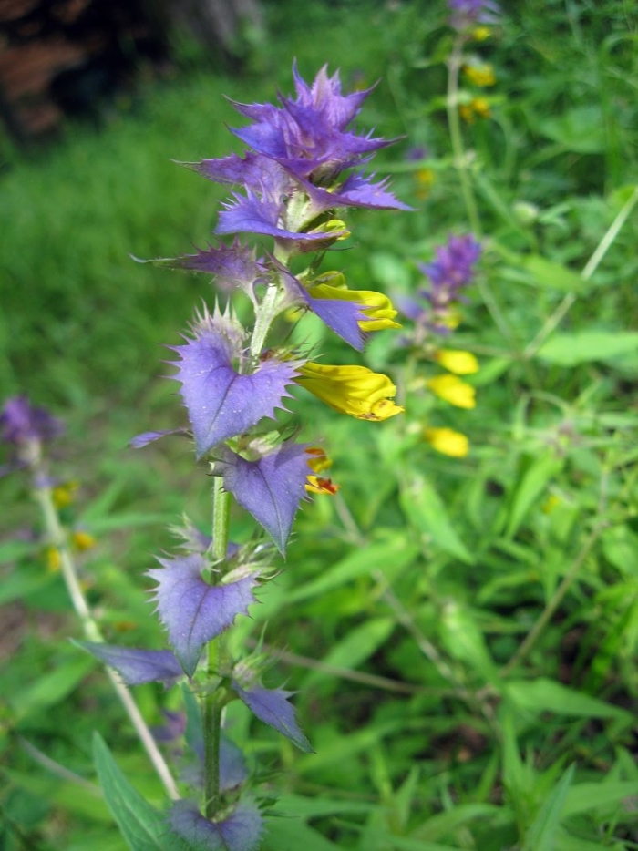 Марьянник дубравный