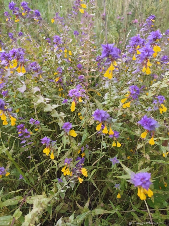 Марьянник полевой (иван-да-марья)