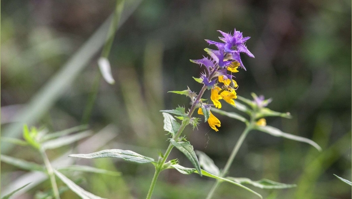 Растение иван да марья