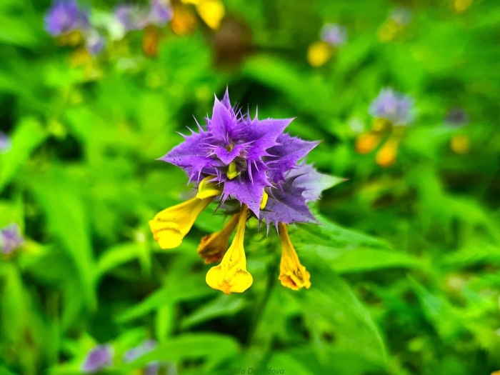 Марьянник дубравный