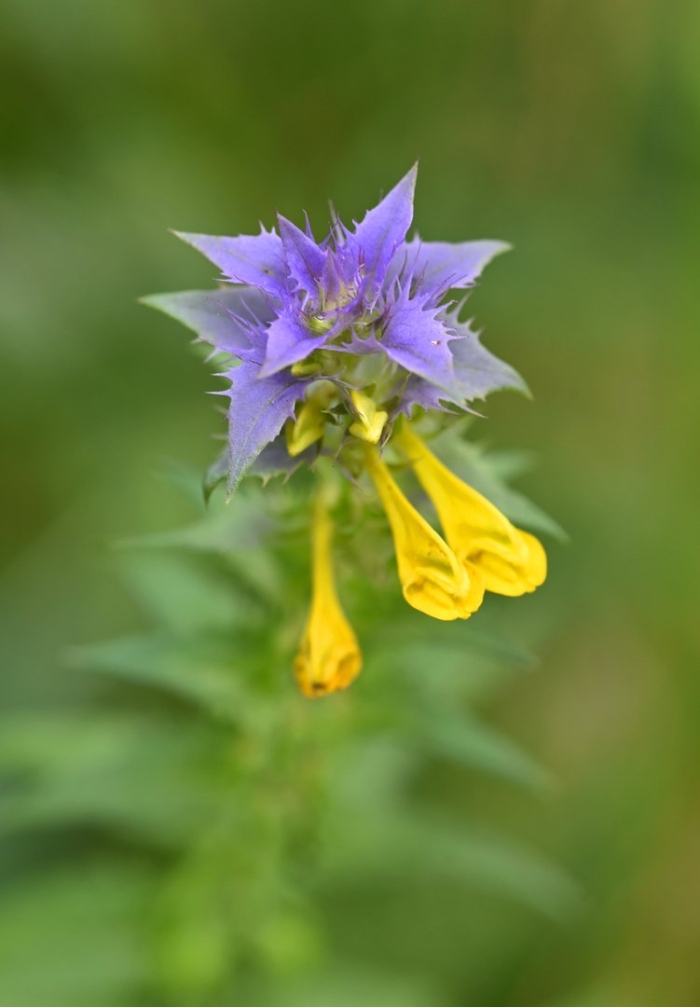 Марьянник дубравный паразит