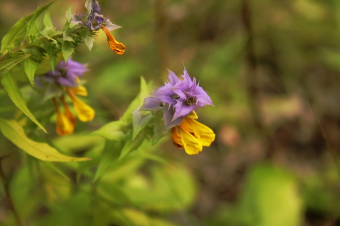 Трава иван да марья