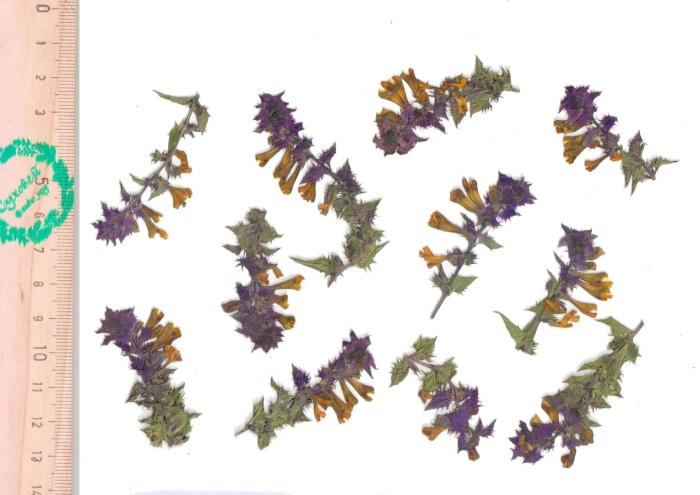 Марьянник дубравный плод