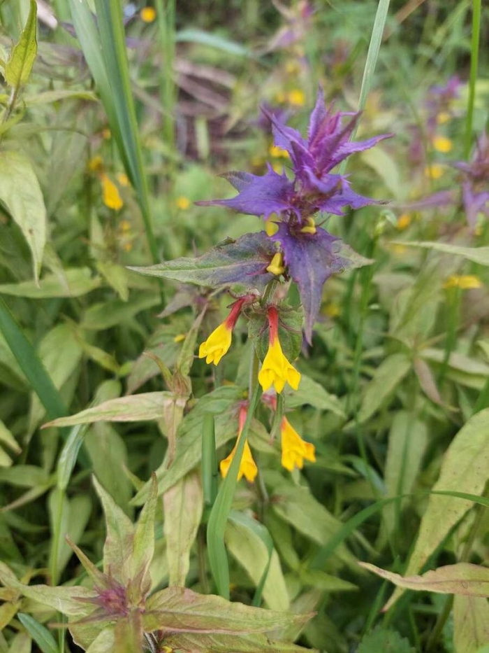 Марьянник дубравный цветок