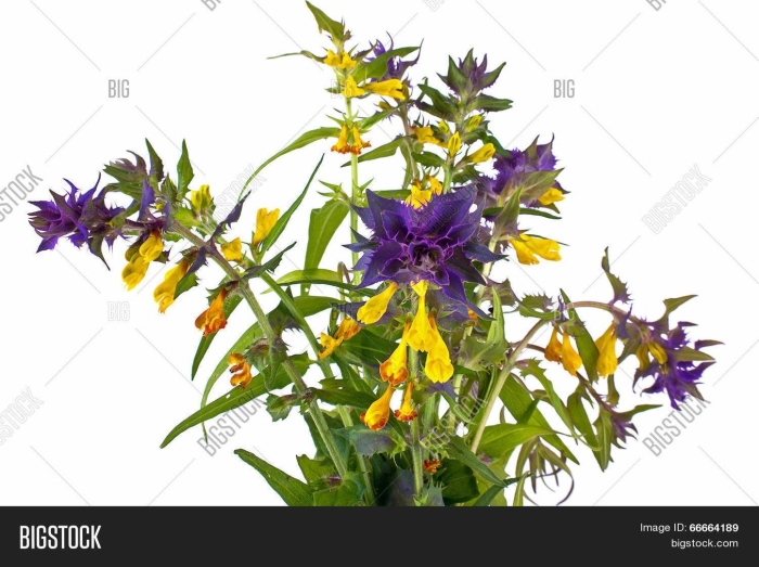 Марьянник дубравный