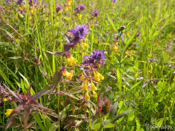 Марьянник полевой (иван-да-марья)